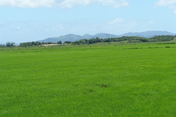 Agricultores Familiares acessam garantia de preço em financiamento do Pronaf